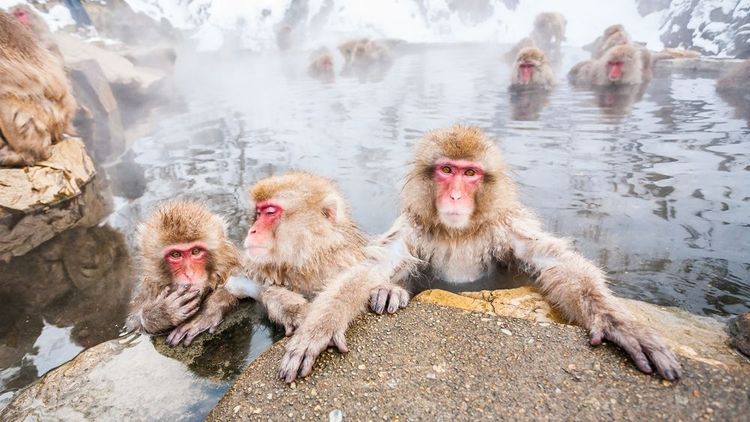 singes des neiges assis dans une source chaude à Jigokudani Yaen-Koen
