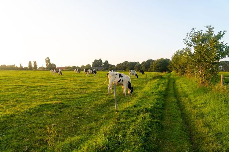 La campagne qui entoure Moncontour, Bretagne, France 