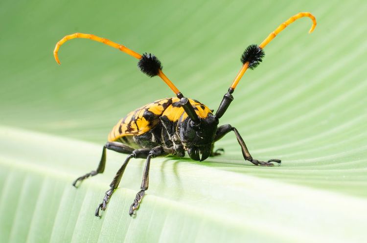 Capricorne asiatique