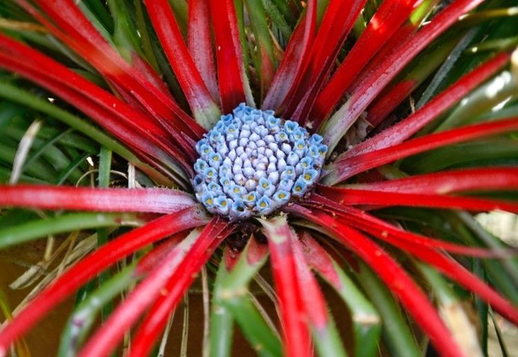 La fascicularia bicolor : rien à voir avec la flore européenne