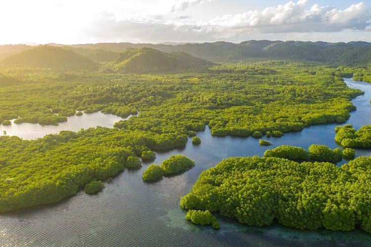 Amazonie, Brésil