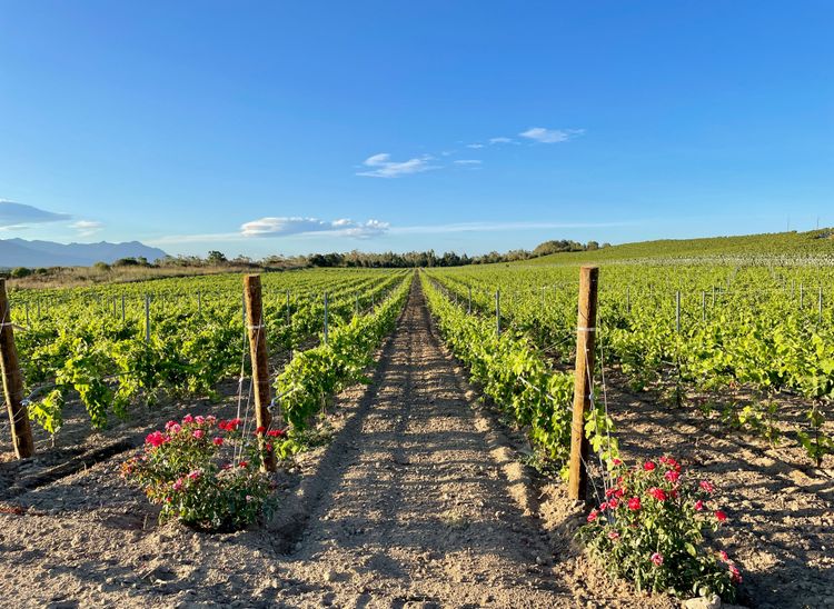Tra mare e montagna, la qualità dei vigneti della Corsica è dovuta al clima mite dell'estate.