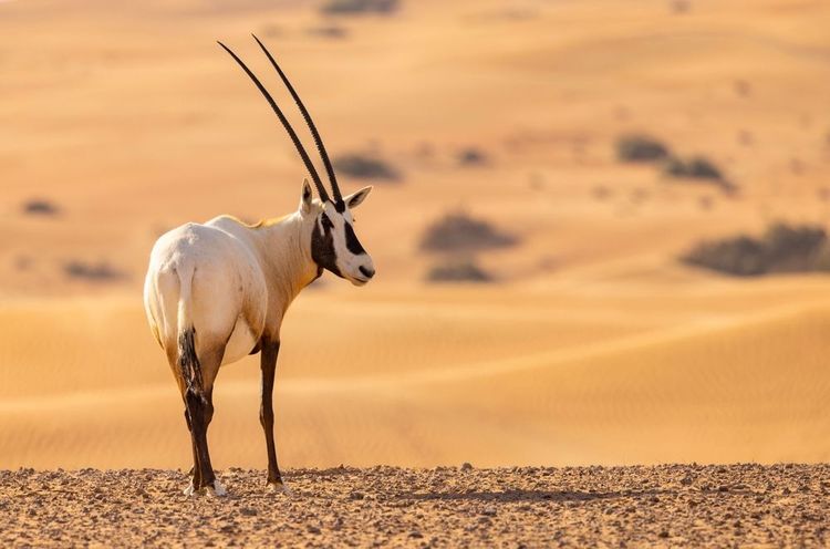 Arabian Oryx dans l'aire de conservation du désert de sable rouge de Dubaï, Émirats arabes unis