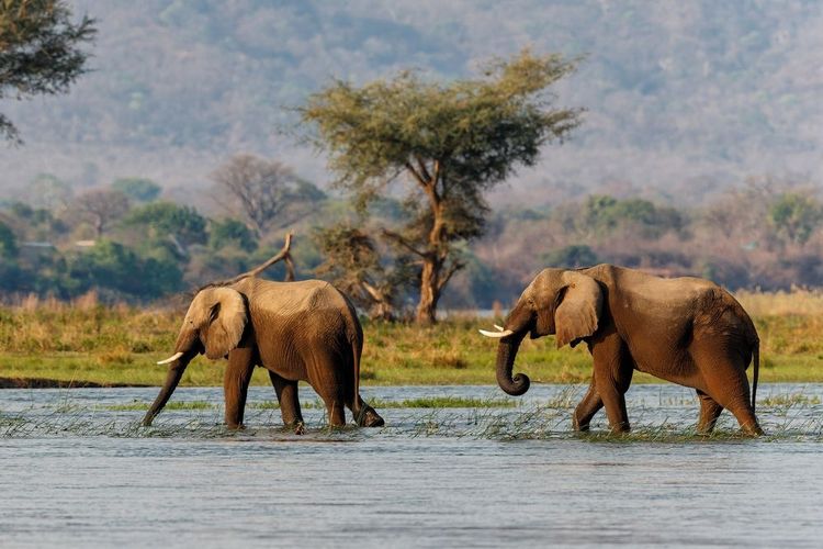 Des éléphants marchant dans le fleuve Zambèze
