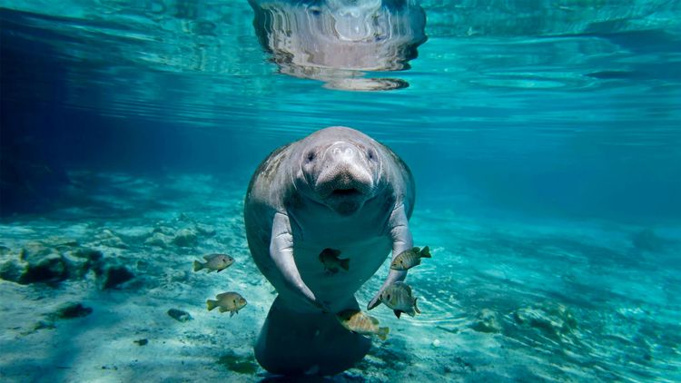 Le lamantin vit paisible dans les eaux du parc national de l'Est 
