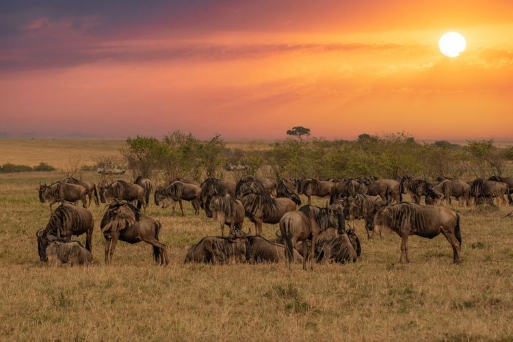 Parc national du Serengeti, Tanzanie