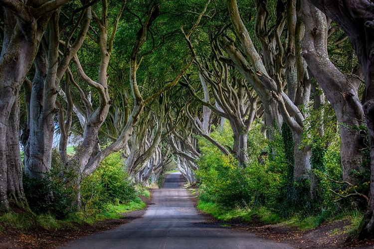 Le site de Dark Hedges.