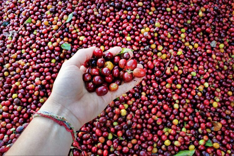 Les baies d’Arabica fraîchement cueillies attendent d’être asséchées.