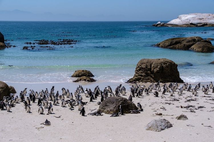 Boulders Beach à Simons Town, Cape Town, Afrique du Sud