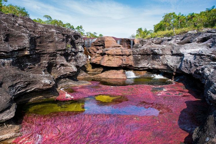 Rivière Caño Cristales, Colombie