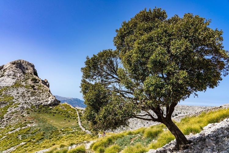 Dans la serra de Tramuntana, sentier proche du réservoir de Cuber