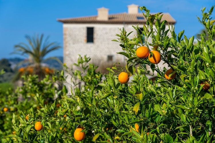 Les fermes d'oranges se visitent sur rendez-vous