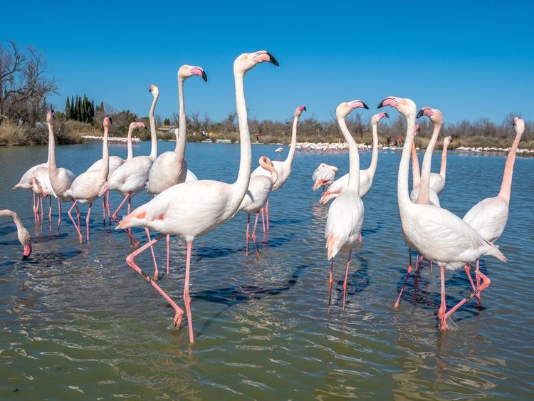Flamands roses dans le parc ornithologique de Pont de Gau