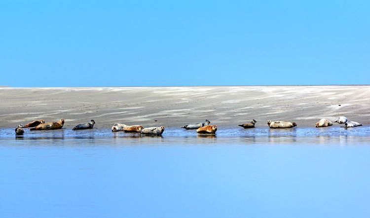Les phoques de la Baie de Somme