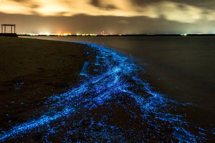 Une plage bioluminescente aux Maldives