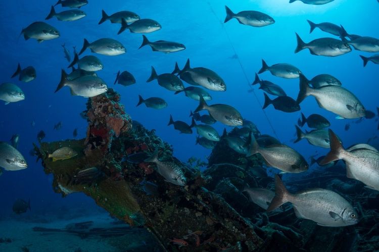 Un navire échoué dans Les Bermudes.