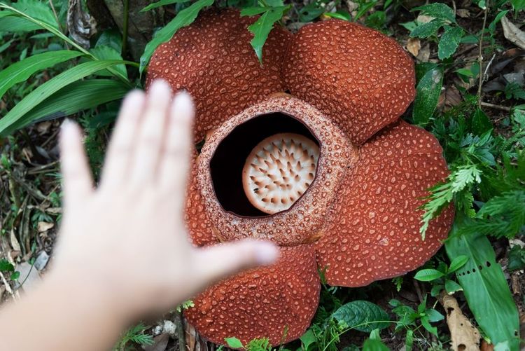 Rafflesia tuan-mudae 