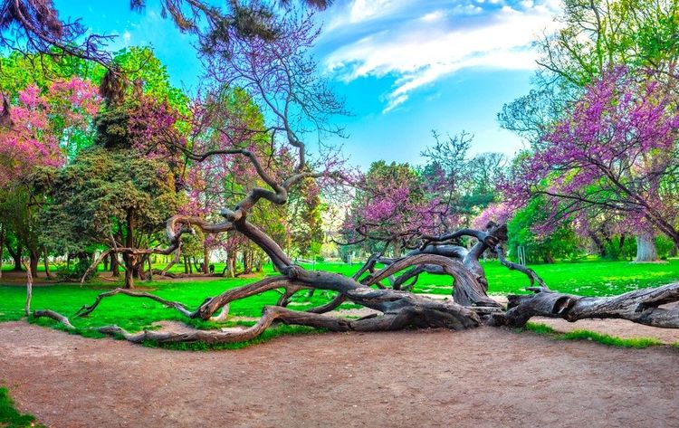 Arbre tombé dans le jardin