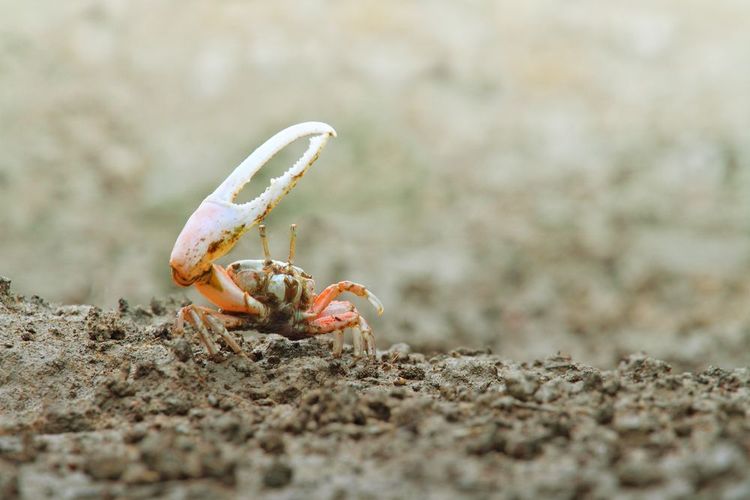 Le crabe violoniste, ou “cé ma faute”, habitant de la mangrove