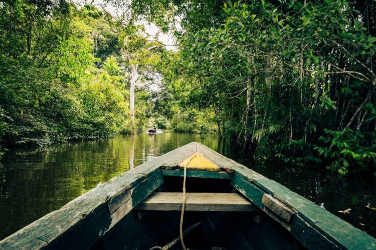 jungle amazonienne, près d'Iquitos, Pérou