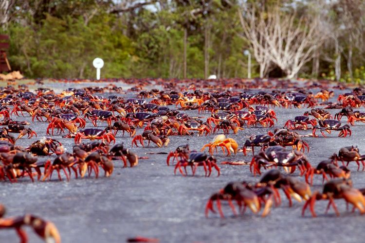 La migration de millions de crabes sur l'île