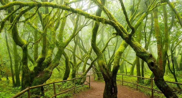 Los árboles musgosos del bosque de Garajonay