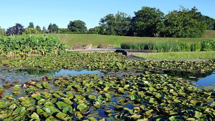Le bassin des nymphéas du parc floral