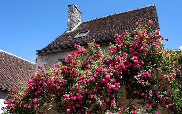 Immense rosier dans la rue de Chédigny