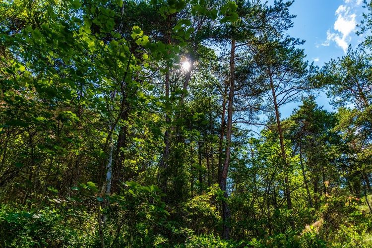 Forêt dans le Var