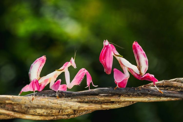  mante orchidée