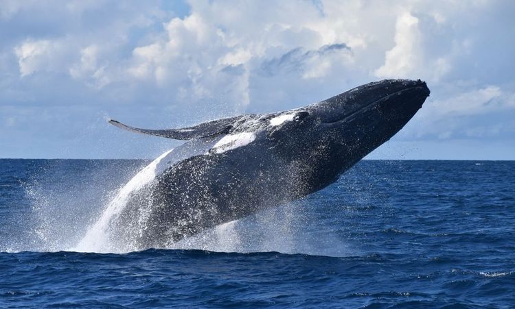Baleine à bosse