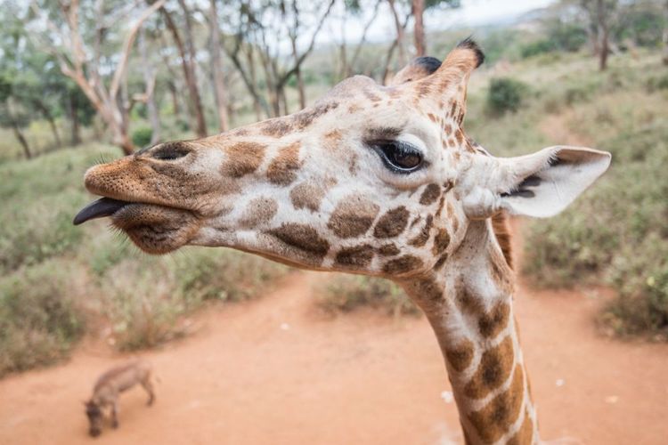 A majestic encounter at the Giraffe Centre in Nairobi.