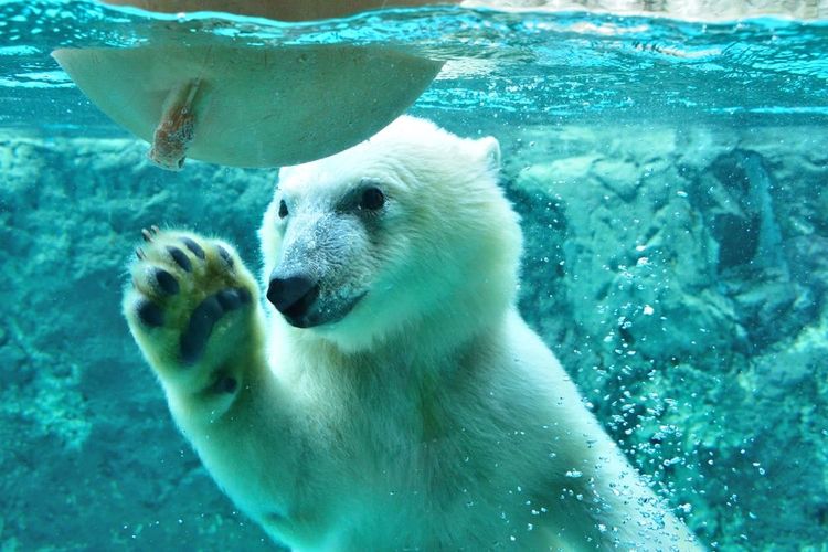 L'ours polaire dans son bassin