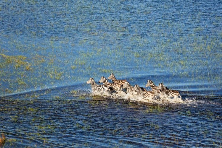 Les zèbres de Buschnell de l'Okavango