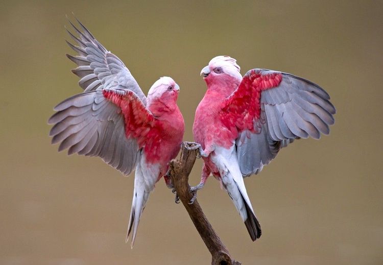 Les galahs sont des cacatoès qu'on trouve aussi dans le ârc
