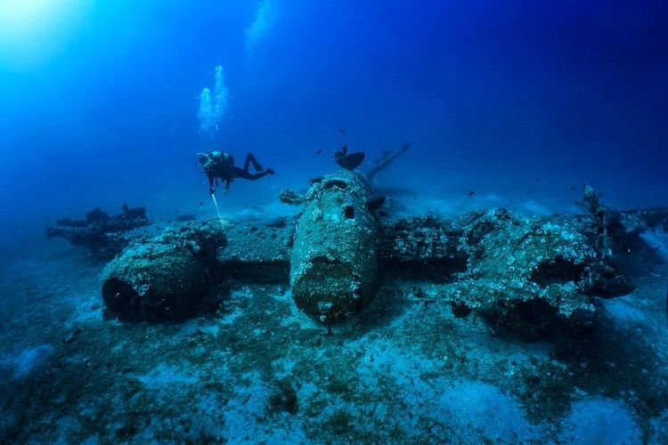 La faune sous-marine élit domicile dans les épaves