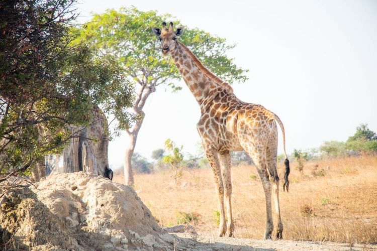 Faune sauvage en Zambie, Parc national Lusaka
