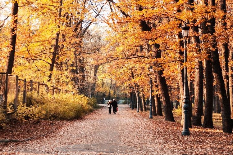 Promenade en automne dans le parc
