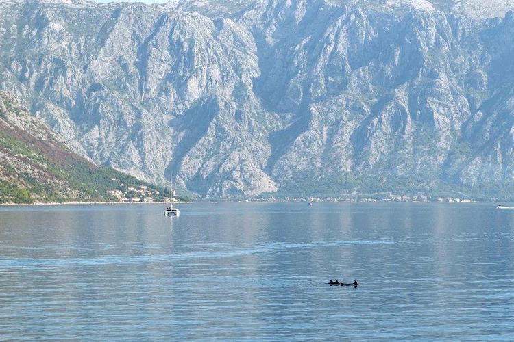 Dauphin dans les bouches de Kotor