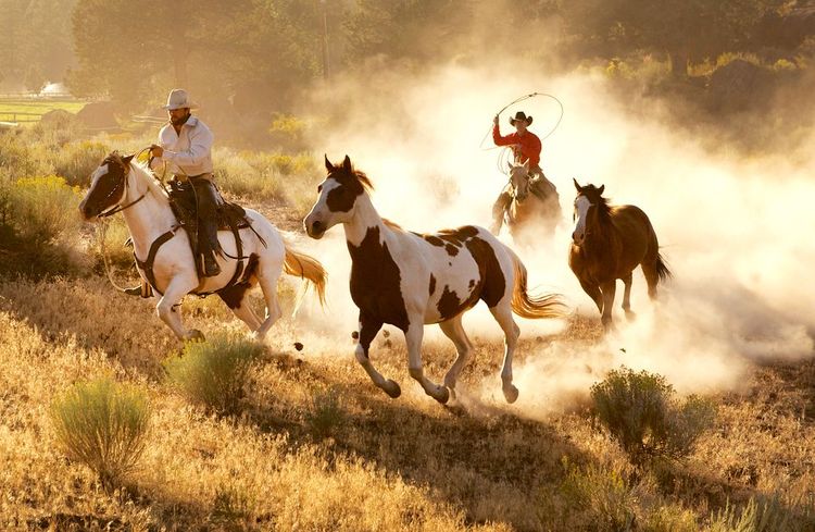 Cow-boy, pas vraiment un job de tout repos
