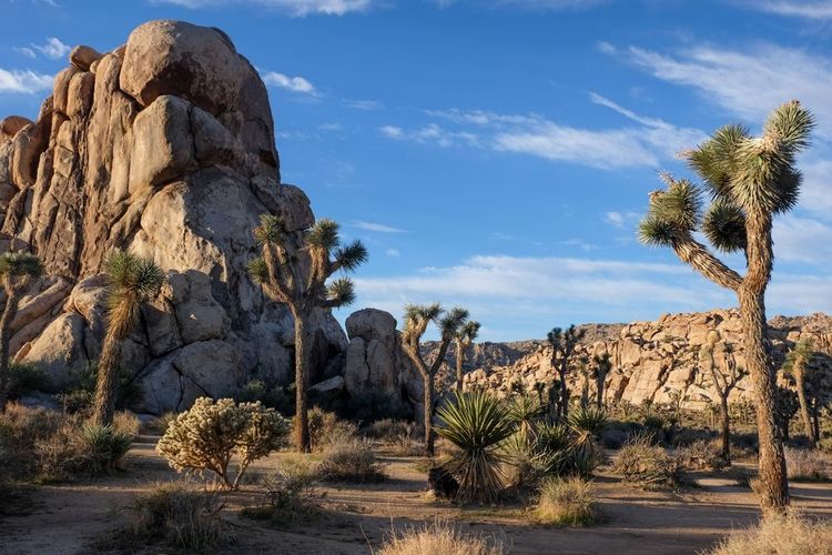 Le parc national de Joshua Tree