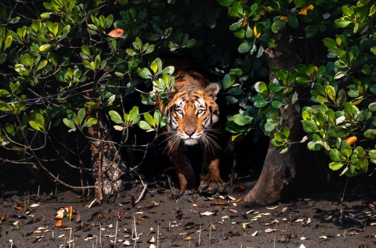 Le tigre est l'un des pensionnaires du zoo