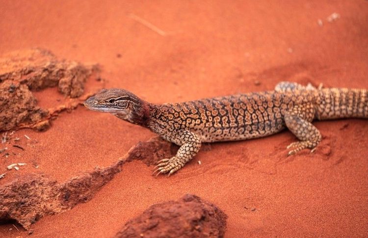 Le varan des sables habite le parc de Nambung et évolue parmi les pinacles