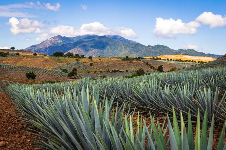 Vue sur les champs d'Agave à Tequila, Jalisco, Mexique. 