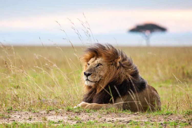 Réserve de Masai Mara au Kenya