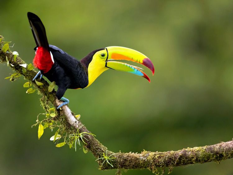 Le toucan multicolore dispute aux capucins la canopée du parc