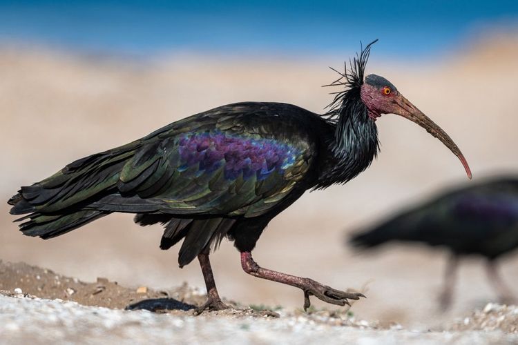 Kahler Ibis (Geronticus eremita) im Souss-Massa-Nationalpark