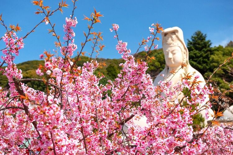 Les fleurs de cerisiers et bouddha sur le tracé du Chemin de la Philosophie