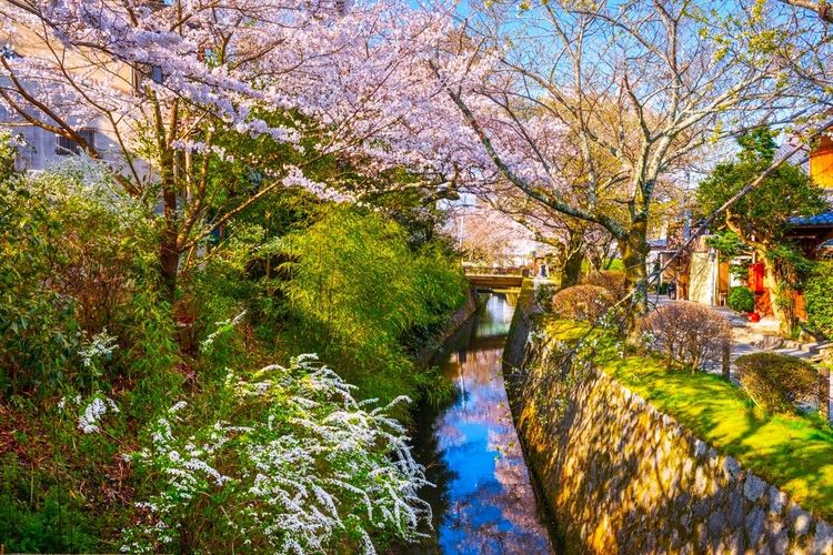 Le Chemin de la Philosophie, flânerie zen sous les cerisiers en fleurs à Kyoto