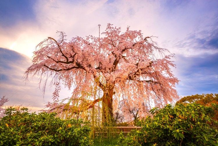Le beau et majestueux cerisier en fleurs au cœur du parc